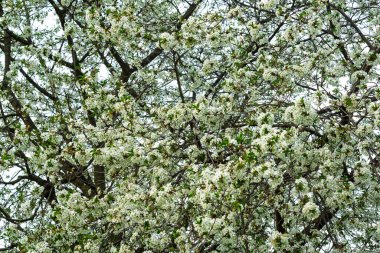 Bir kiraz ağacı, güzel bir gölgelik oluşturan narin beyaz çiçeklerin bolluğunu sergiler. Sahne, parlak yeşillik ve dingin güzellikle baharın özünü yakalar..