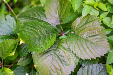Zengin doku ve şekillere sahip çeşitli yeşil yaprakların yakın görüntüsü. Yapraklar, belirgin damarları olan geniş yaprakları ve daha küçük, narin yaprakları içerir..