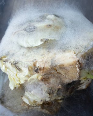 A neglected piece of food sits in a kitchen cabinet, covered in white mold. clipart