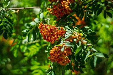 Zengin yeşil yapraklar arasında canlı turuncu ve kırmızı böğürtlen kümeleri, güneşli bir bahçede canlı bir görüntü oluşturur. Bu sahne, sıcak bir mevsimde doğanın güzelliğini yakalar..