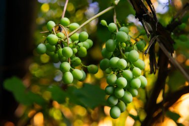 Taze yeşil üzüm kümeleri bir sarmaşıktan sarkıyor, bereketli bir ortamda güneş ışığıyla aydınlatılıyor, doğanın güzelliğini ve meyvenin büyümesini gösteriyor..