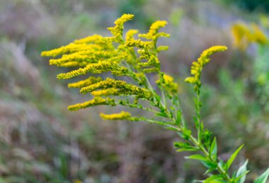 Canlı sarı çiçekler ince yeşil bir sapta yetişir, gündüz saatlerinde açık alanda bulanık yeşillikler ve yumuşak otlarla çevrilidir..