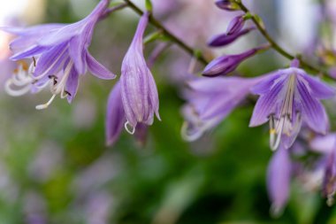 Narin mor çiçekler canlı yeşil yapraklarla çevrili ince bir sapta zarif bir şekilde asılı. Sahne, hayat ve renk dolu baharın özünü yakalar..