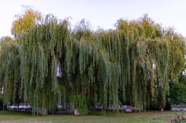 Büyük bir söğüt ağacının çağlayan dalları gün batımında parkta sakin bir atmosfer yaratır. Yeşil yapraklar yumuşak ışıkla çelişiyor, doğanın dingin güzelliğini arttırıyor..