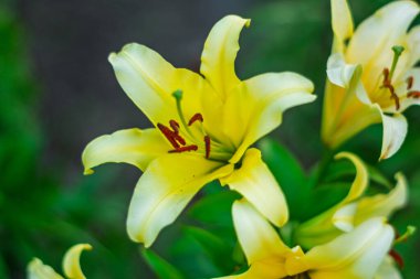 Büyüleyici sarı zambak kümesi narin yapraklarını ve zıt kırmızı kekemeliğini sergiler. Canlı çiçekler yemyeşil bir bahçede büyür, baharın özünü yakalar..