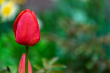 Tek bir parlak kırmızı lale yeşillik ve diğer renkli çiçeklerle dolu canlı bir bahçede dimdik ayakta duruyor. Lalenin yumuşak yaprakları ışığı yakalar ve güzelliğini gözler önüne serer..