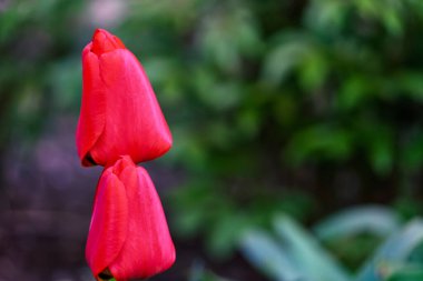 İki canlı kırmızı lale tomurcuğu birbirine yakın duruyor ve pürüzsüz yapraklarını sergiliyorlar. Arkaplandaki yemyeşil yeşillik baharın güzelliğini vurgulayan zengin bir kontrastlık yaratır..