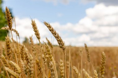 Vast fields of golden wheat stretch under a bright blue sky with fluffy clouds. The stalks sway softly in the warm breeze, indicating a healthy harvest season. clipart