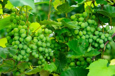 Yeşil üzüm kümeleri yoğun biçimde canlı yeşil yapraklarla çevrili sarmaşıklarda toplanır. Bu sağlıklı üzüm bağı, resimli bir ortamda yazın büyümesinin zenginliğini gösteriyor..