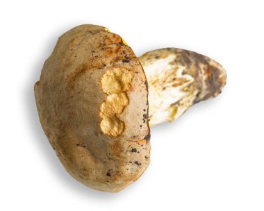 Geniş bir yaban mantarı, desenli bir başlık ve sağlam bir gövde sergiliyor, beyaz bir arka planda duruyor. Bu mantar genellikle ormanlarda bulunur ve sonbahar mevsiminde hasat edilir..