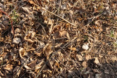 Kuru, dökülen yapraklar ve dallar, sonbahar boyunca zemini doğal bir ortamda kaplarlar. Topraksı tonlar, etrafındaki doğayla kusursuz bir şekilde harmanlanarak mevsimsel değişiklikleri gösteriyor..