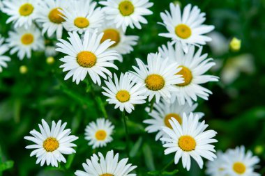 Parlak sarı merkezli beyaz papatyalar yemyeşil bir bahçede gelişir. Canlı yaprakları, sıcak bir günde doğanın güzelliğini gösteren neşeli bir atmosfer yaratıyor..