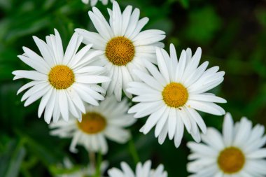 Parlak sarı merkezli beyaz papatya kümesi canlı yeşil bir bahçede gelişir. Çiçekler güneşin altında güneşlenir, narin yapraklarını ve canlı doğalarını sergilerler..