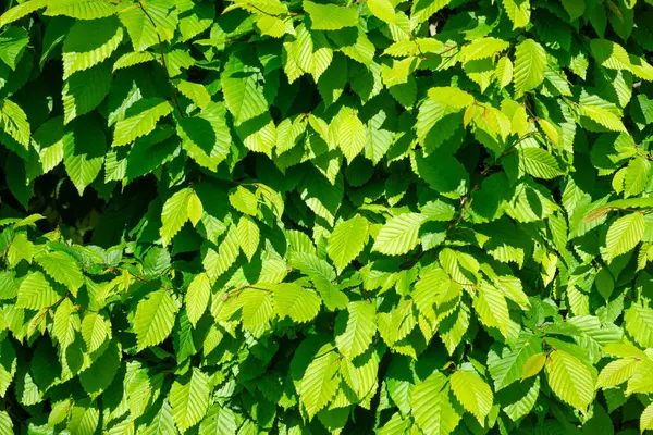 Güneş ışığı yoğun yeşil yaprakların arasından süzülerek canlı ve taze bir atmosfer yaratır. Yapraklar sağlıklı bir parıltı gösteriyor. Bu da gelişmekte olan bir bitki yaşamını gösteriyor..