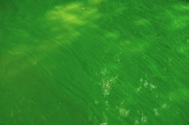 Canlı yeşil bir yüzey, çeşitli gölgeler ve yansımalar gösteren güneş ışığıyla aydınlatılır. Doğal ortam sakin ve ışık varyasyonlarıyla davetkar görünüyor..