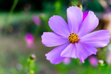 Zarif taç yaprakları olan çarpıcı bir mor çiçek yemyeşil bir bahçede çiçek açıyor. Parlak sahne, yumuşak güneş ışığı ve canlı yeşillikle vurgulanan doğanın güzelliğini yakalar..