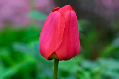 Göz kamaştırıcı pembe bir lale gür bir bahçede, narin taç yapraklarını sergiliyor. Bahar mevsimi etraftaki parlak renkleri yükselterek dingin bir atmosfer yaratır..