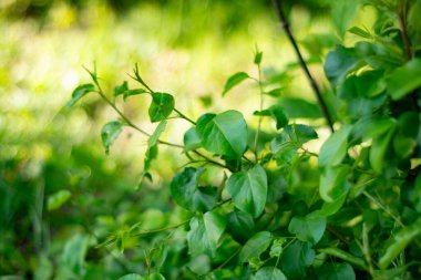 Bereketli yeşil yapraklar, doğal ışıkla çevrili güneşli bir bahçede gelişir. Bu yeşeren bitki örtüsü, sıcak hava koşullarında canlı bir ekosistemi yansıtan sağlıklı bitki gelişimini sergiler..