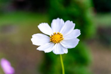 Canlı sarı merkezli narin beyaz bir çiçek bulanık yeşil bir arka plana karşı dimdik ayakta duruyor. Çiçek yapraklarını gün ışığında sergiliyor, bahçeye cazibe katıyor..