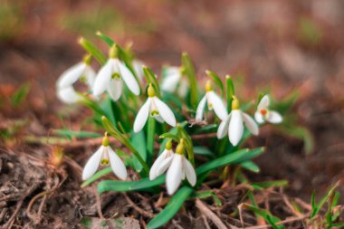 İlkbaharın başlarında yerden kardelen çiçekleri çıkar ve narin beyaz yapraklarını sergilerler. Parlak yeşil yapraklar toprakla tezat oluşturuyor, yenilenmeyi simgeliyor..