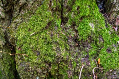Canlı yeşil yosunlar, huzurlu bir ormandaki bir ağaç gövdesinin kaba yüzeyini örtüyor. Güneş ışığı yaprakların arasından süzülerek doğada sakin bir atmosfer yaratır..