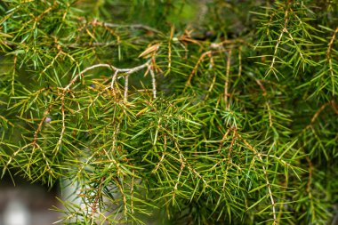 Bu yakın çekim bir kozalak ağacının ince, iğne benzeri yaprakları vurguluyor, canlı yeşil yapraklar sergiliyor ve bulanık bir arkaplan karşısında karmaşık dal ayrıntıları.