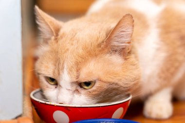 A fluffy orange and white cat dips its head into a small bowl with food, showcasing its focused gaze. This moment captures a typical mealtime in a warm, inviting home environment. clipart