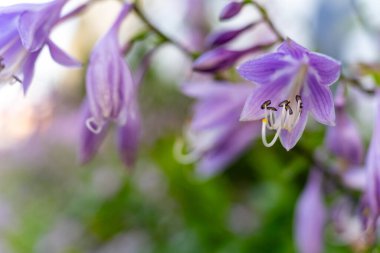 Yeşillik dolu canlı bir bahçede narin mor çiçekler açıyor. Yumuşak güneş ışığı yaprakları aydınlatır, sakin bir bahar atmosferi yaratır..