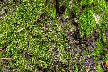 Kalın, yemyeşil yosun örtüleri yaşlı bir ağaç gövdesinin engebeli yüzeyi. Güneş ışığı orman tepe örtüsünün içinden süzülerek doğanın halısının karmaşık dokusunu aydınlatıyor..
