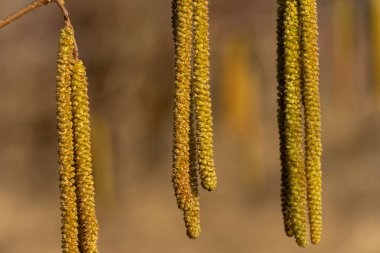 Uzun sarı kedi derileri, sakin bir manzaradaki ağaç dallarından zarif bir şekilde sarkıyor. Yumuşak güneş ışığı narin yapıları vurguluyor. Baharın gelişini işaret ediyor..