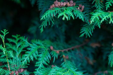 Koyu yeşil yapraklar, karmaşık dokular ve canlı renkler sergiliyor. Yoğun yapraklar, gün boyunca gölgeli bir orman bölgesinde sakin bir atmosfer yaratıyor..