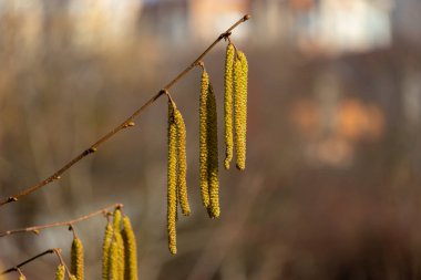 İlkbaharın başlarında, fındık ağacından gelen uzun katkinler ince bir daldan nazikçe sarkır, güneş ışığıyla hafifçe aydınlatılır, bulanık şehir arka planına karşı büyüleyici bir kontrastlık yaratır..