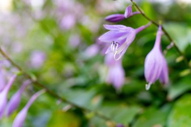 Zarif lavanta çiçekleri yeşil bir saptan sarkır ve canlı yapraklar sergiler. Çevredeki yapraklar, bahçedeki baharın güzelliğini simgeleyen huzurlu atmosfere katılır..