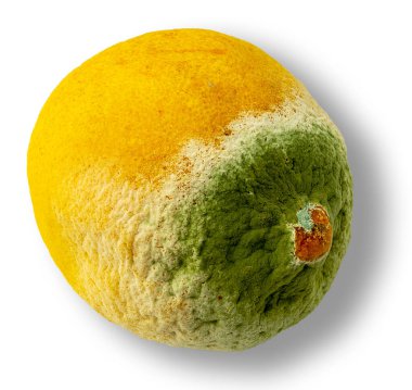Yakından bakınca, eşsiz doku ve renkler gösteren yeşil küf kaplı bir limon görülüyor. Meyvenin çürümesi açıkça görülüyor, bozulmanın ve zamanın etkilerini vurguluyor..
