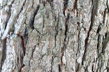 Ağaç kabuğunun yakın plan görüntüsü karmaşık dokuları ve desenleri ortaya çıkarıyor. Doğal renkler ve tasarımlar orman çevresinin güzelliğini ve karmaşıklığını vurgular..