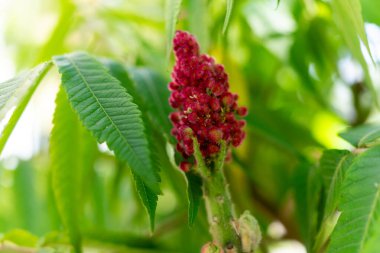 Canlı bir kırmızı çiçek kümesi, güneşli bir ortamda yemyeşil bir yapraktan çıkar. Doğal ortam bitkinin güzelliğini ön plana çıkarıyor. Çiçek açmış, zengin renkler sergiliyor..