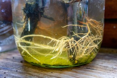 Yakından bakıldığında, bir kavanozun içindeki şeffaf bir sıvının içinde büyüyen narin bitki kökleri görülüyor. Güneş ışığı, köklerin dokusunu ve hareketini vurgulayarak filtreler.