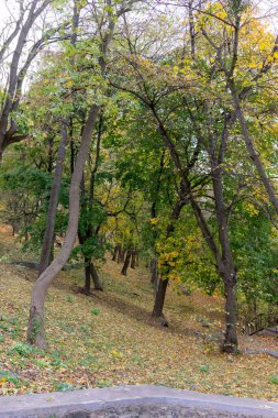 Colorful leaves adorn the trees in a tranquil park during autumn. The ground is carpeted with fallen leaves, creating a picturesque landscape ideal for leisurely walks. clipart