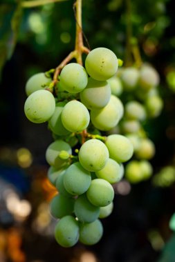 Sarmaşığa asılmış, güneş ışığıyla aydınlatılmış yeşil üzüm kümelerinin yakın çekimi. Bereketli yeşil yapraklar, tipik bir yaz üzüm bağı gibi canlı bir zemin oluşturur..