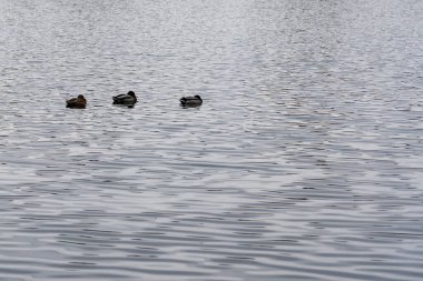 Sakin bir gölün yüzeyinde zahmetsizce süzülen üç ördek suda dalgalanmalar yaratır. Hava sakin, bulutlu gökyüzü ortamın sükunetini artırıyor..