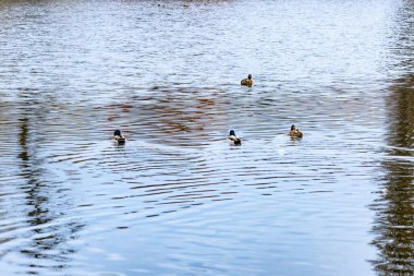 Dört ördek sakin bir gölde süzülerek yüzerken dalgalanmalar yaratır. Arkaplanda açık gökyüzünün altındaki suya yansıyan renkli sonbahar yaprakları yer alıyor..