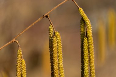 Uzun ve narin kedi derileri parlak güneş ışığı altında ince dallardan sarkıtılır. Bu yeşilimsi sarı çiçekler ilkbaharın başlarında açar, bu da ılık havanın gelişini gösterir..