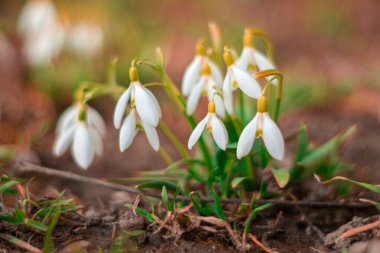 Topraktan narin kar damlaları çıkar, beyaz taç yaprakları ve sarı anterler sergilenir. Bu bahar zamanı, bir ormanın kıyısındaki yeni büyümenin neşesini yakalar..