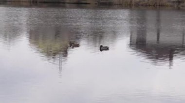 Ördekler, doğa ile çevrili sakin bir gölün durgun sularında huzur içinde süzülür. Ağaçların yansımaları güneşli bir ilkbahar öğleden sonrasında pitoresk bir ortam yaratır..