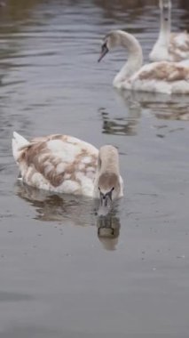 İki genç kuğu zarif bir şekilde yüzerken ve sakin sularda yiyecek ararken görülüyor. Çevrelerinin sakinliğini yakalayan kuşlar, huzurlu bir günde doğal davranışlarını sergilerler..