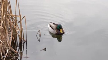 Bir yaban ördeği uzun kamışlarla çevrili durgun sularda yavaşça süzülür. Huzurlu ortam, doğanın güzelliğini yansıtıyor. Yumuşak dalgalar, huzur veren sahneyi canlandırıyor..