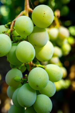 Taze yeşil üzümler, güneşli bir üzüm bağındaki sarmaşıklarda toplanır. Sahne, büyüyen mevsimde üzüm ekiminin canlı renklerini ve doğal güzelliklerini yakalar..