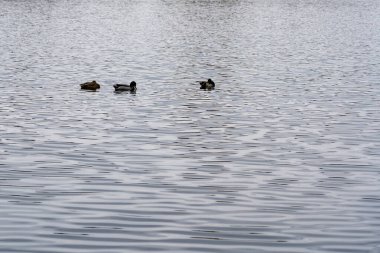 Sakin bir gölün pürüzsüz yüzeyinde üç ördek süzülür. Su, sakin ve serin bir günü işaret eden gri bir gökyüzünü yansıtır. Doğa günlük yaşamdan huzurlu bir kaçış sağlar..
