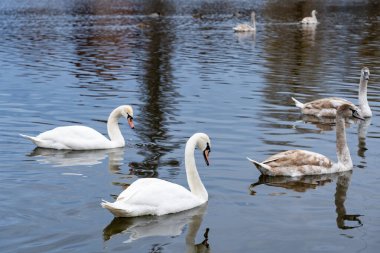 Bir grup kuğu ve cygnet sakin bir gölette süzülüyor. Su, temiz bir gökyüzünün altındaki ağaçları yansıtıyor. Baharın başlarında huzurlu bir atmosfer yaratıyor..