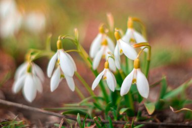 Narin kar damlası çiçekleri, güneşli bir günde baharın gelişini işaret eden bir bahçede açarken beyaz taç yapraklarını ve sarı erkekliklerini sergiler..